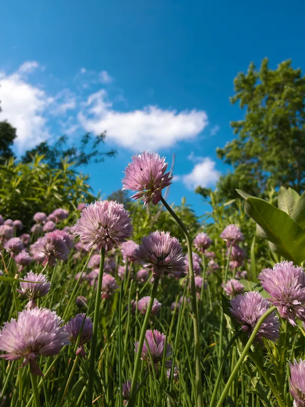 Pink chive flowers growing beneath a bright blue sky